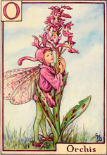 Load image into Gallery viewer, Orchis Fairy inspired by artist Cicely Mary Barker
