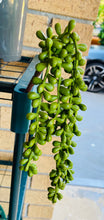 Load image into Gallery viewer, Artificial string of pearls 35cm
