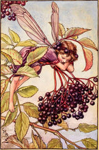 Load image into Gallery viewer, Elderberry Fairy inspired by artist Cicely Mary Barker
