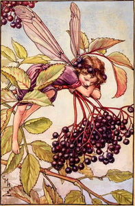 Elderberry Fairy inspired by artist Cicely Mary Barker