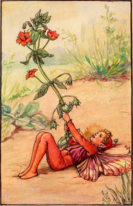 Scarlet Pimpernel Fairy inspired by artist Cicely Mary Barker