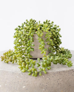 String of pearls with cemented pot